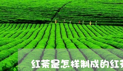 红茶是怎样制成的红茶的代表茶品/2023060217594