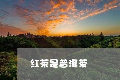 红茶是普洱茶/2023042637263