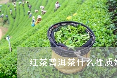 红茶普洱茶什么性质好/2023121897169