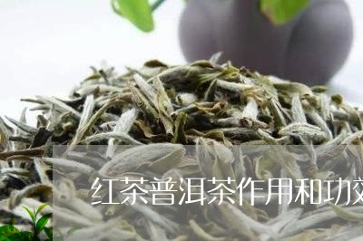 红茶普洱茶作用和功效与禁忌/2023121825735