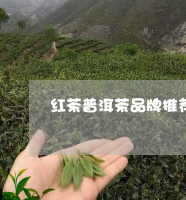 红茶普洱茶品牌推荐/2023083174147