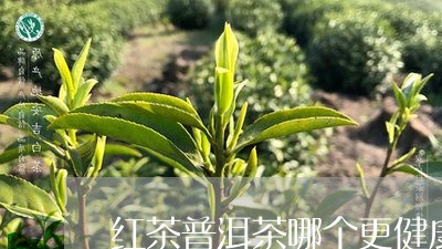 红茶普洱茶哪个更健康/2023083126482