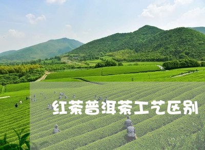 红茶普洱茶工艺区别/2023091472714