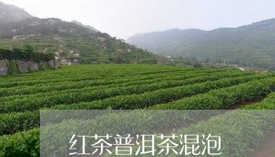 红茶普洱茶混泡/2023091302695