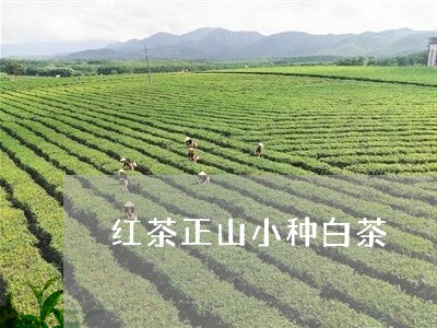 红茶正山小种白茶/2023071283716