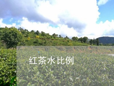 红茶水比例/2023090285360