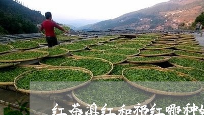 红茶滇红和祁红哪种好/2023092570525