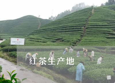 红茶生产地/2023121922694