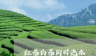 红茶白茶同时泡水/2023071295560