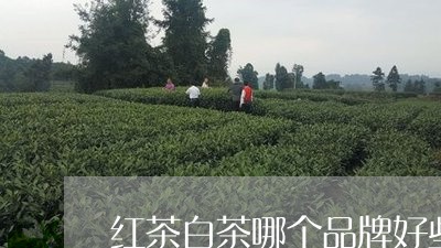 红茶白茶哪个品牌好些呢/2023110346371