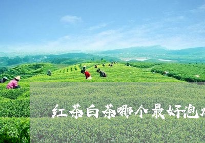 红茶白茶哪个最好泡水喝/2023110396361