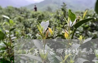 红茶白茶哪种好一点呢/2023042732834