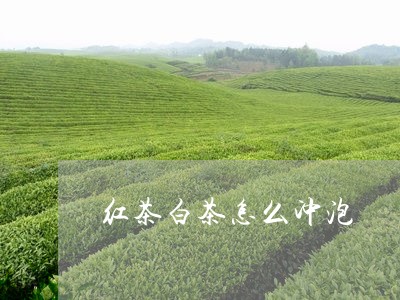 红茶白茶怎么冲泡/2023071226380