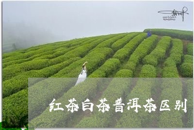 红茶白茶普洱茶区别/2023091464020