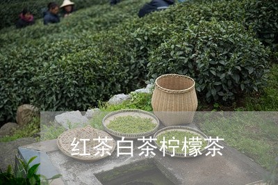 红茶白茶柠檬茶/2023060866959