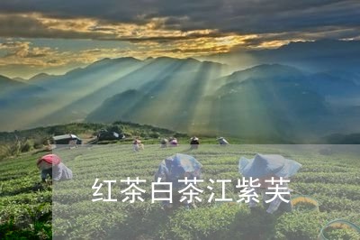 红茶白茶江紫芙/2023060840596