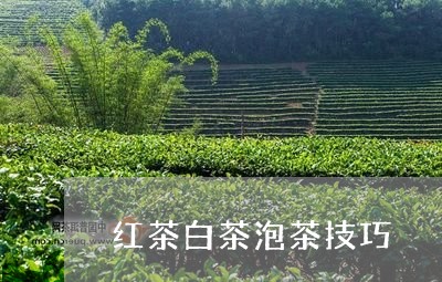 红茶白茶泡茶技巧/2023071227393