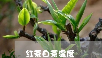 红茶白茶温度/2023052353470