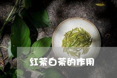 红茶白茶的作用/2023060893825