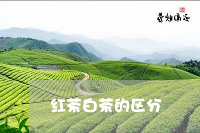 红茶白茶的区分/2023060801825