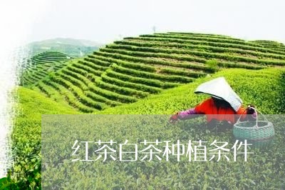 红茶白茶种植条件/2023071264857