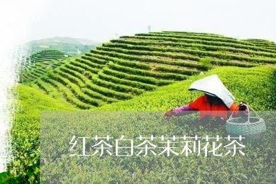 红茶白茶茉莉花茶/2023071219581