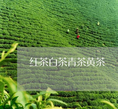 红茶白茶青茶黄茶/2023071295267