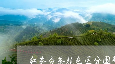 红茶白茶颜色区分图解大全/2023042707391