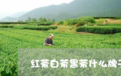 红茶白茶黑茶什么牌子的好/2023110944936