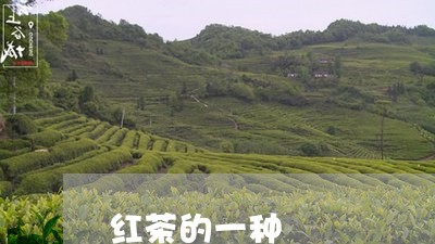 红茶的一种/2023122070495