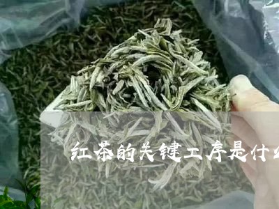 红茶的关键工序是什么/2023071577168