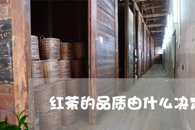 红茶的品质由什么决定/2023071516049