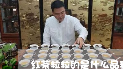 红茶粒粒的是什么品种/2023060875938