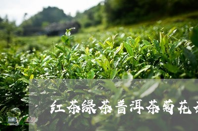 红茶绿茶普洱茶菊花茶/2023062183815