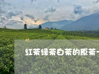 红茶绿茶白茶的原茶一样吗/2023110995139