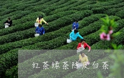 红茶绿茶陈皮白茶/2023111635239