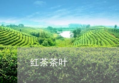 红茶茶叶/2023110894138