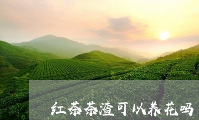 红茶茶渣可以养花吗/2023042050694