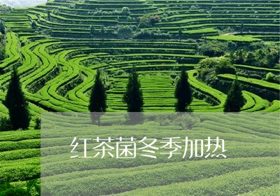 红茶菌冬季加热/2023042933012