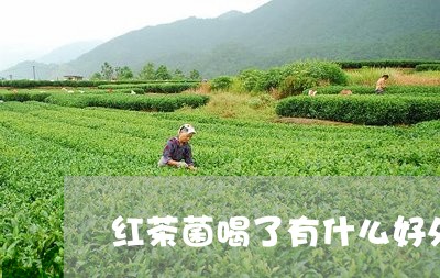 红茶菌喝了有什么好处/2023071462716