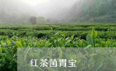 红茶菌胃宝/2023090239380