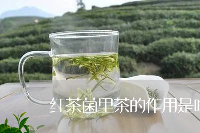 红茶菌里茶的作用是啥/2023060819272