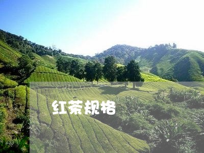 红茶规格/2023121951895