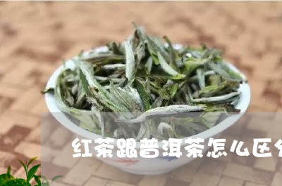 红茶跟普洱茶怎么区分/2023100727370