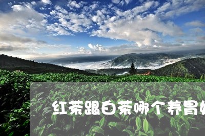 红茶跟白茶哪个养胃好一点/2023110978280