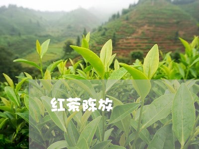 红茶陈放/2023090107147