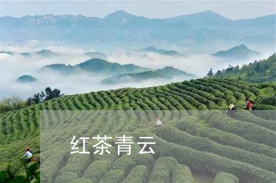 红茶青云/2023090157473