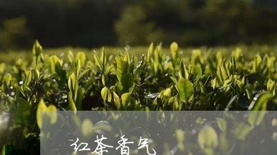 红茶香气/2023110930415