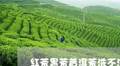 红茶黑茶普洱茶洗不洗/2023100792702