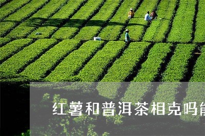 红薯和普洱茶相克吗能喝吗/2023112536149